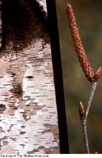 Betula populifolia image