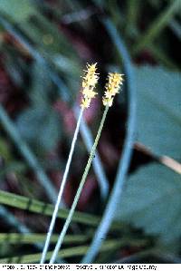 Image of Carex aggregata