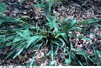 Image of Carex albursina