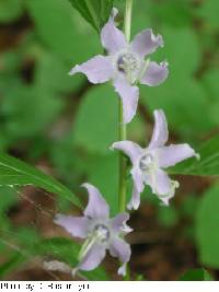 Image of Campanula americana