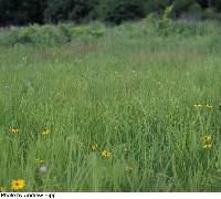 Carex bicknellii image