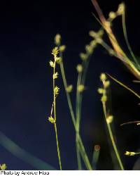 Image of Carex brunnescens