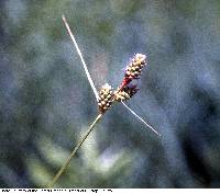 Image of Carex bushii