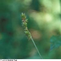Image of Carex cephaloidea