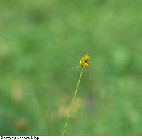 Carex cephalophora image