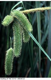 Image of Carex comosa