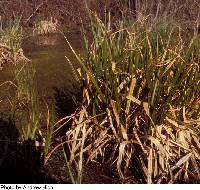 Carex comosa image