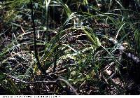 Image of Carex crus-corvi