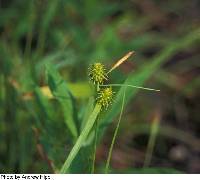 Image of Carex cryptolepis