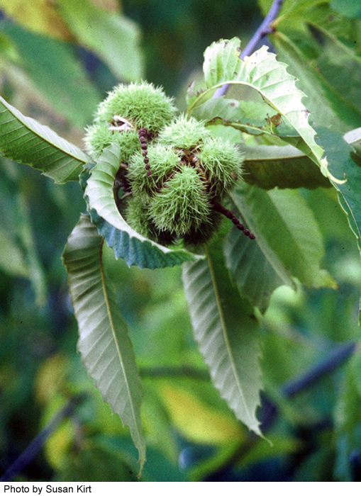 Castanea dentata image