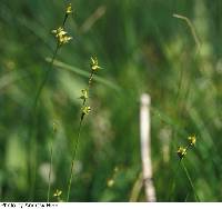 Carex echinata image