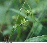 Image of Carex folliculata