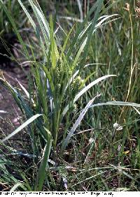 Image of Carex frankii