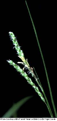Image of Carex gracillima