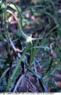 Image of Carex grayi