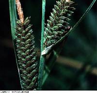 Image of Carex haydenii