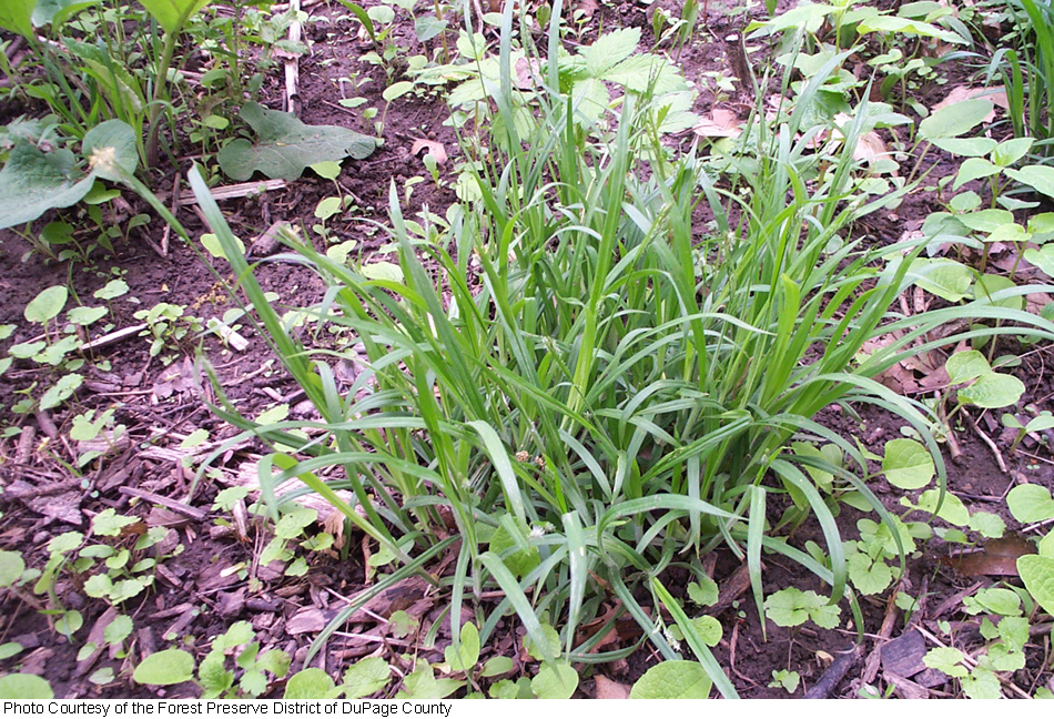 Carex hirtifolia image