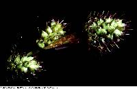 Image of Carex hirsutella