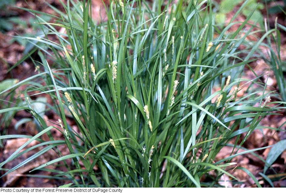 Carex hitchcockiana image