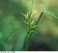 Image of Carex intumescens