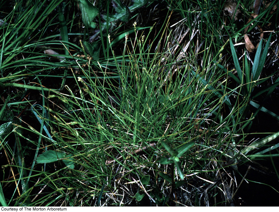 Carex leptalea image