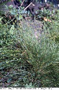 Image of Carex leavenworthii