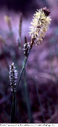 Image of Carex meadii