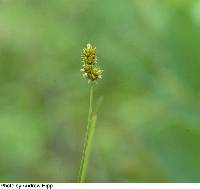 Image of Carex muehlenbergii