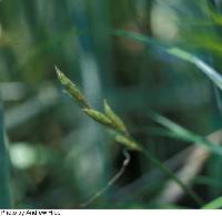 Image of Carex muskingumensis