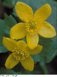 Caltha palustris image