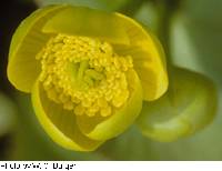 Caltha palustris image