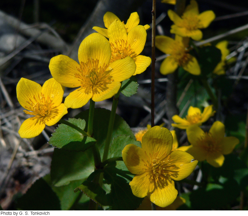 Caltha palustris image