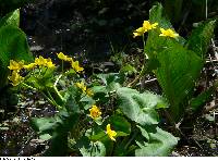 Caltha palustris image