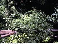 Image of Cardamine pensylvanica