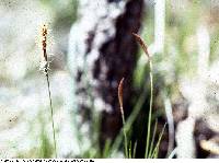 Carex pensylvanica image