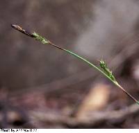 Carex plantaginea image