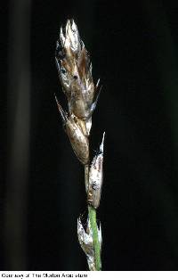 Image of Carex prairea