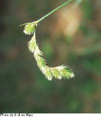 Image of Carex projecta