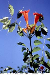 Image of Campsis radicans