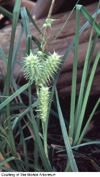 Image of Carex retrorsa