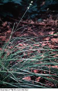 Image of Carex rosea