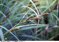Image of Carex shortiana