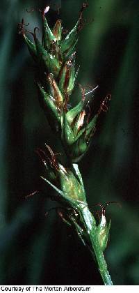 Image of Carex spicata
