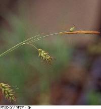 Image of Carex sprengelii