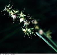 Image of Carex sterilis