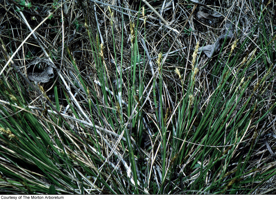 Carex sterilis image