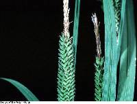 Image of Carex stricta