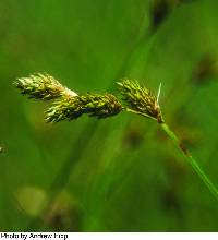 Carex suberecta image