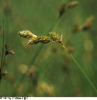 Carex suberecta image