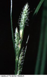 Image of Carex swanii